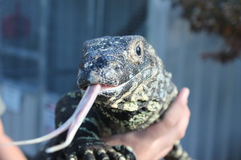 Lizard with there tongue out