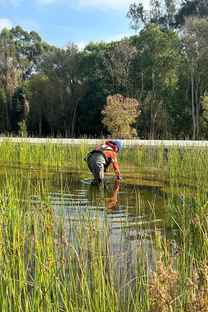 A person in waders leans over a pond surrounded by tall grass reeds, picking something from the water. The background features lush, green trees under a blue sky, evoking a peaceful atmosphere.