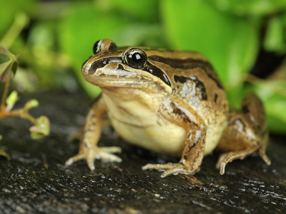 Frog sitting on tree branch