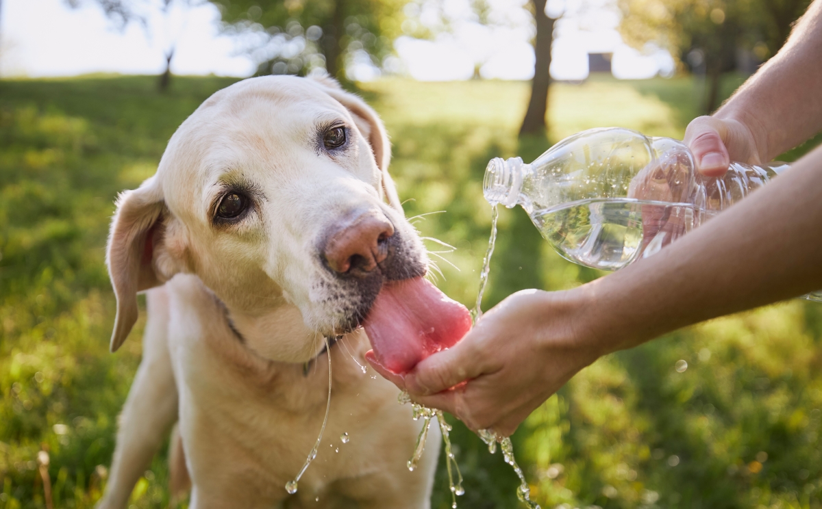 Dog drinking water from hand