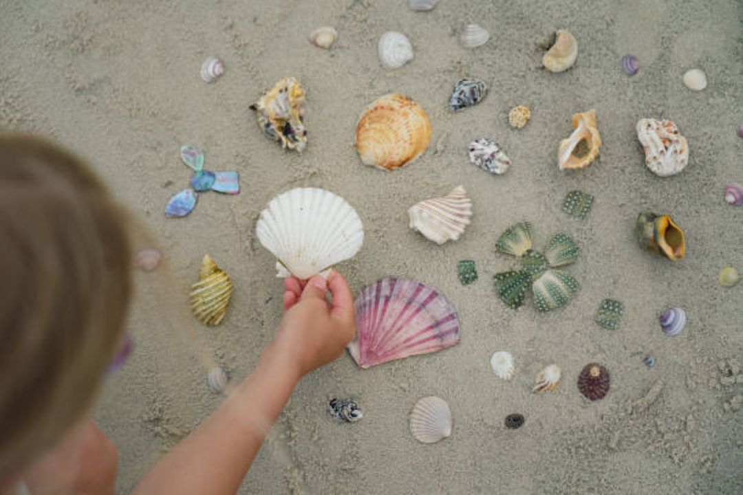 Shells and a little girl